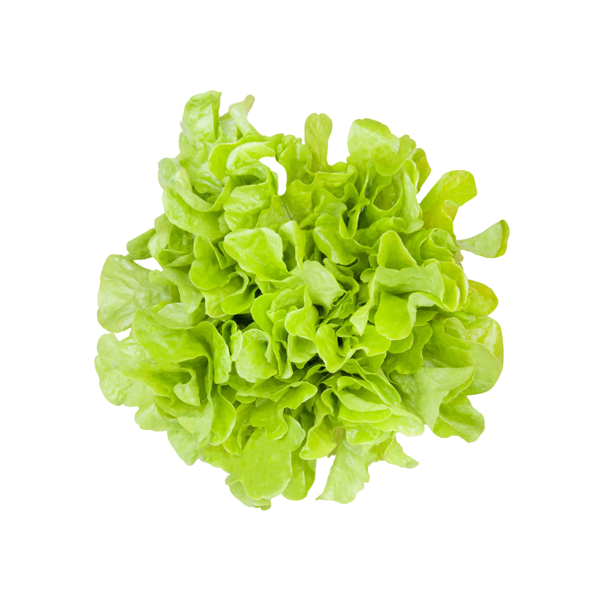 ALFACE MIMOSA HIDROP VERDE UN